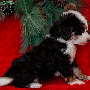 Bimbo, Mini Bernedoodle Puppy